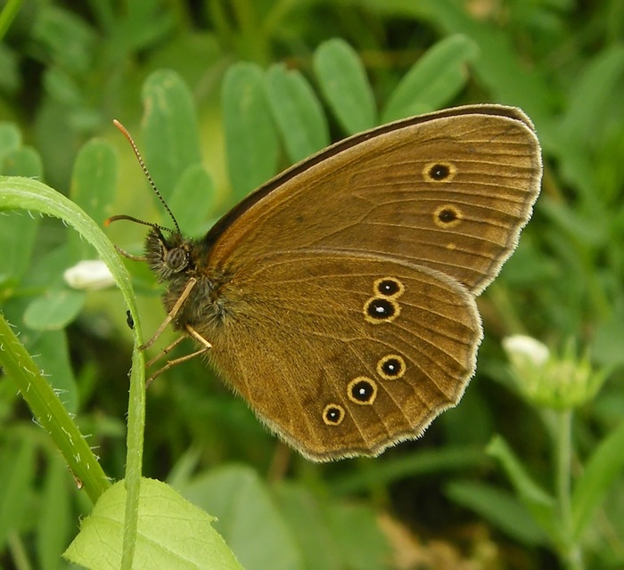 Aphantopus hyperanthus - közönséges ökörszemlepke
