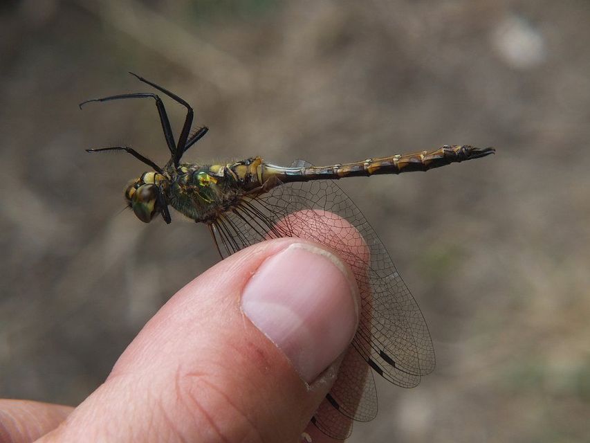 Somatochlora flavomaculata - sárgafoltos smaragdszitakötő