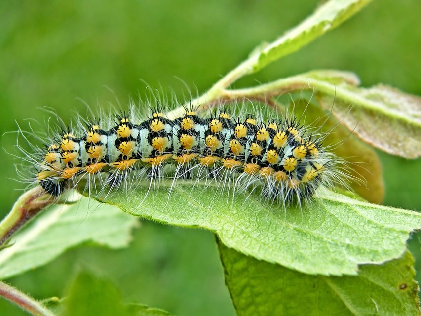 Saturnia pavoniella/pavonia