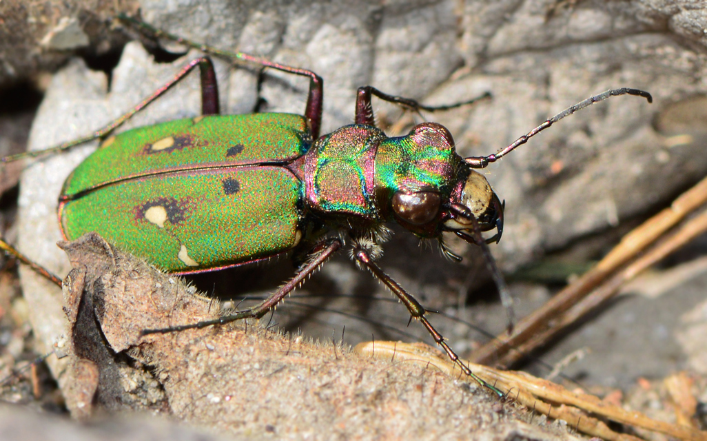 Cicindela campestris - mezei homokfutrinka