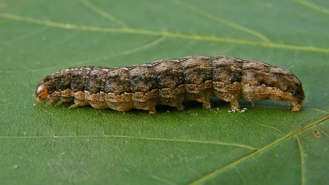 Apterogenum ypsillon - ipszilon-erdeibagoly