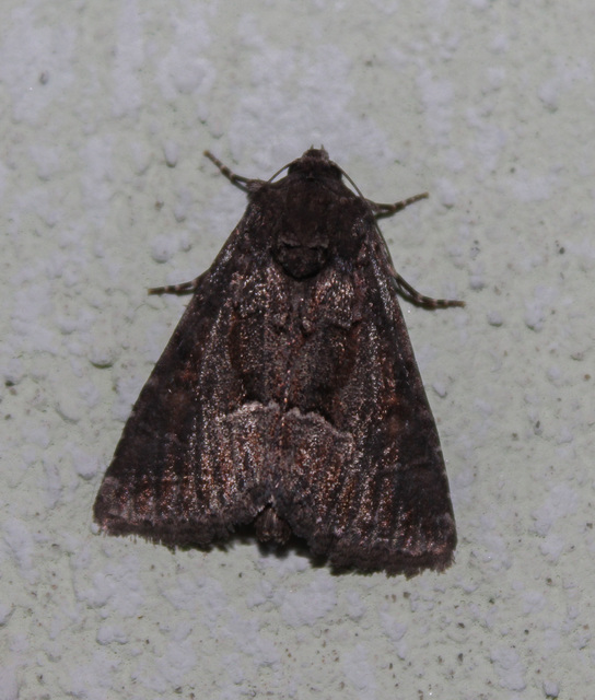 Thalpophila matura - fakó erdeibagoly
