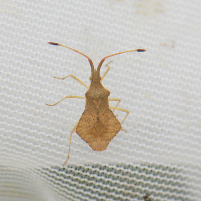 Syromastus rhombeus - vitorlás karimáspoloska