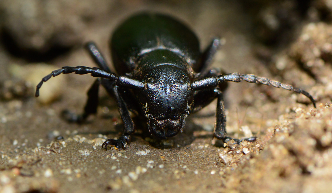 Dorcadion aethiops - fekete gyalogcincér