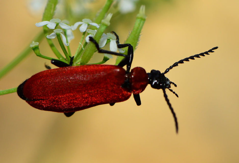 Pyrochroa coccinea - nagy bíborbogár