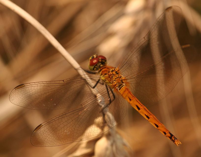 Sympetrum depressiusculum - ékfoltos katona-szitakötő