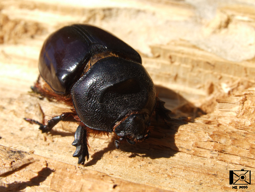 Oryctes nasicornis - orrszarvú bogár