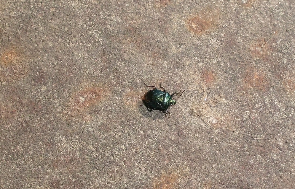 Zicrona caerulea - acélkék poloska Zicrona caerulea - acélkék poloska