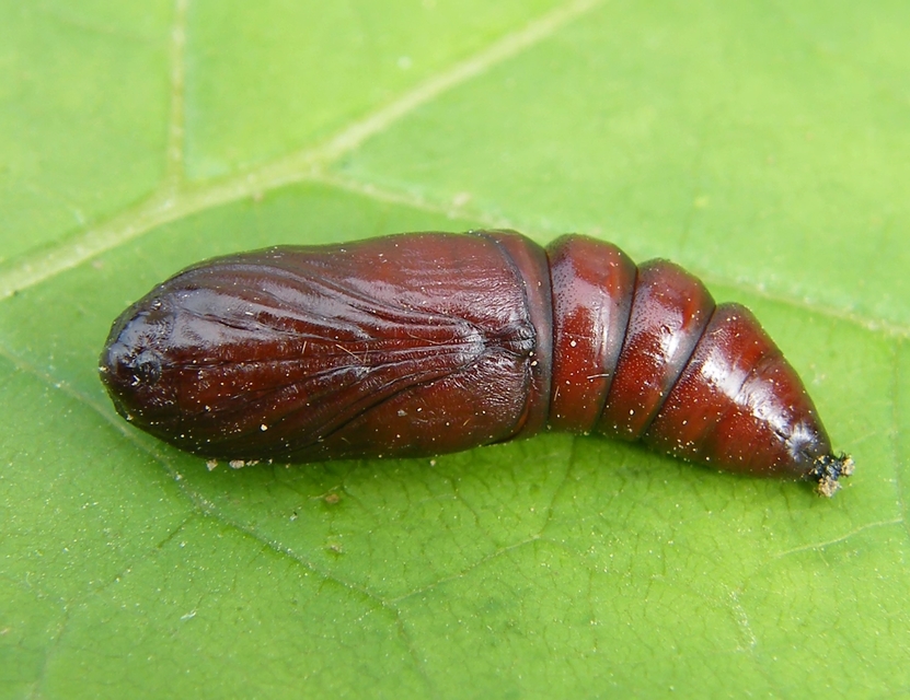 Acronicta megacephala - nagyfejű szigonyosbagoly
