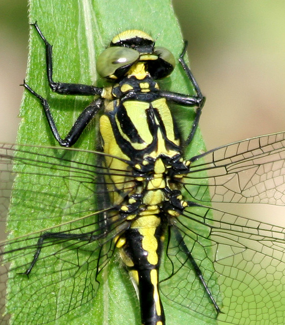Gomphus vulgatissimus - feketelábú folyami-szitakötő