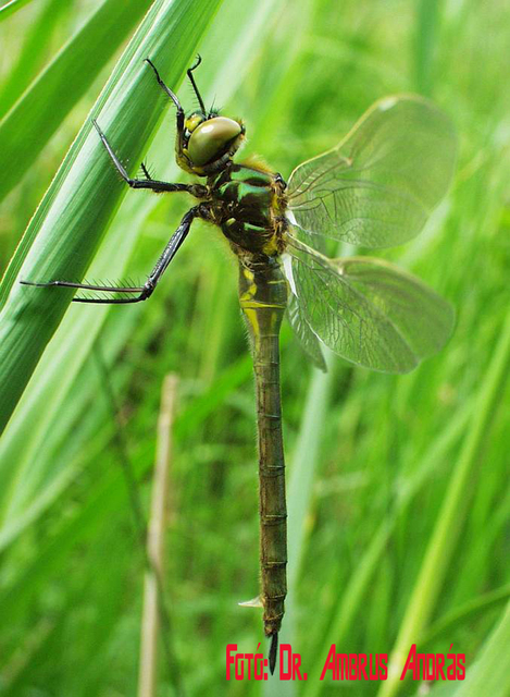 Somatochlora metallica - északi smaragdszitakötő
