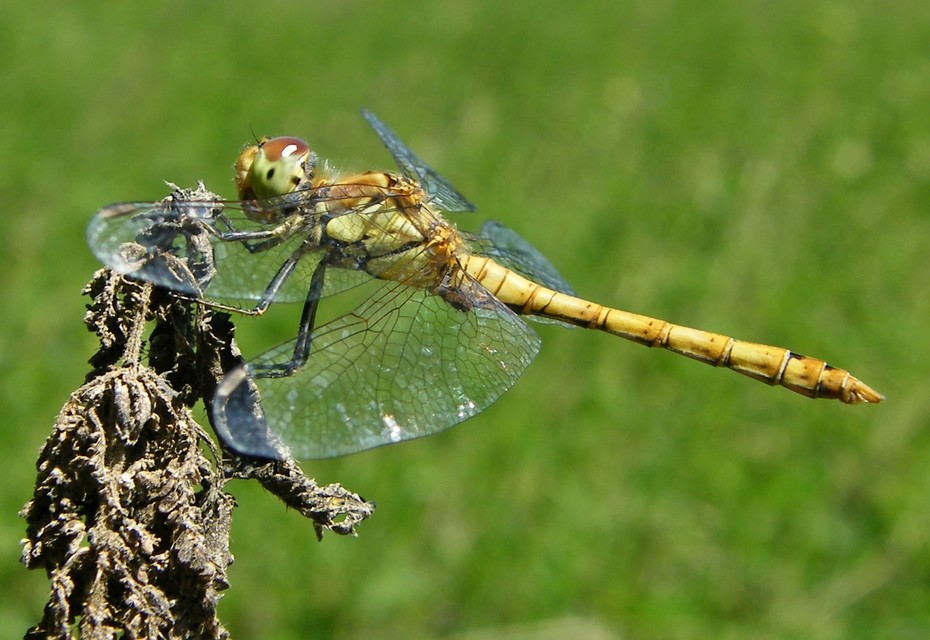 Sympetrum striolatum - harántsávos katona-szitakötő