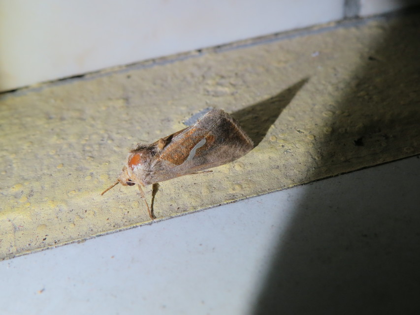 Macdunnoughia confusa - cseppfoltos ezüstbagoly