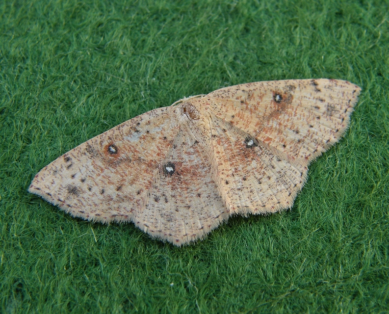 Cyclophora porata - körös pettyesaraszoló