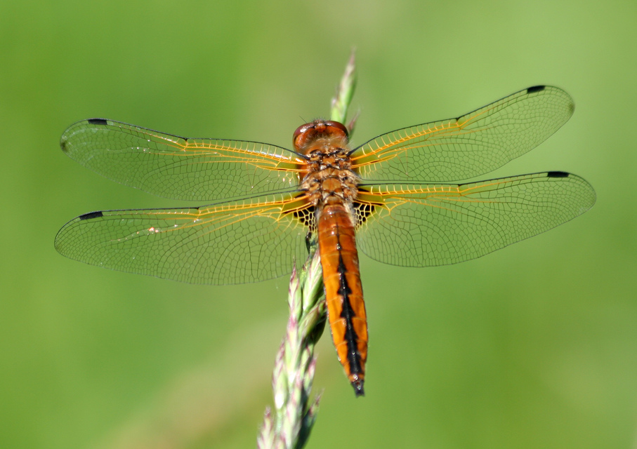 Libellula fulva - kisfoltos laposacsa