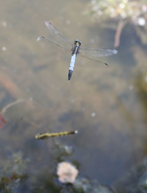 Orthetrum albistylum - fehérfarkú pásztorszitakötő