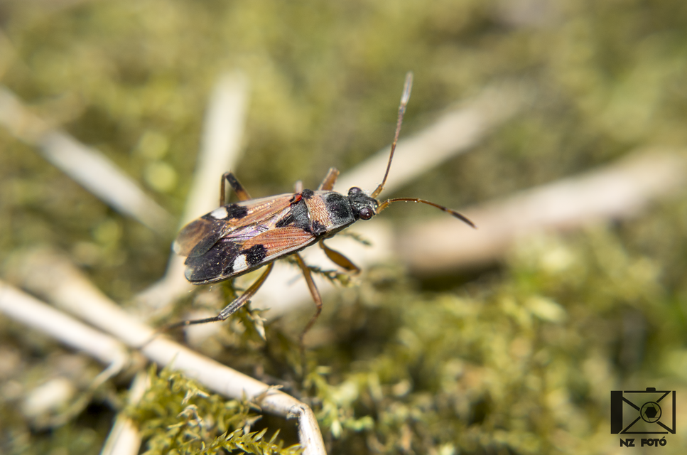 Beosus quadripunctatus - pettyes homokibodobács