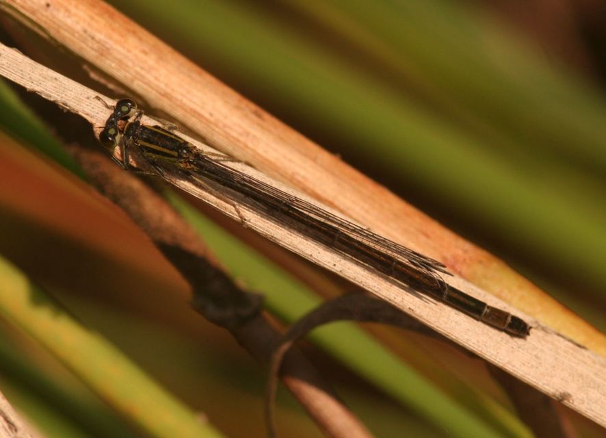 Ischnura elegans