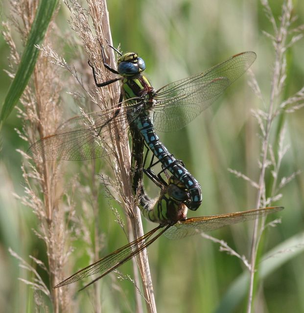 Brachytron pratense - szőrös karcsúacsa