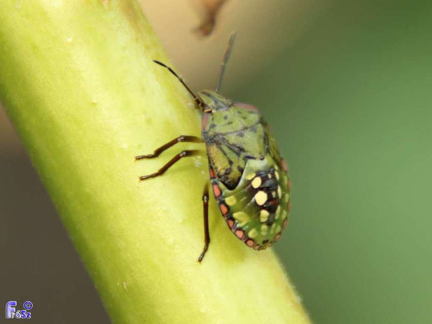 Nezara viridula - zöld vándorpoloska