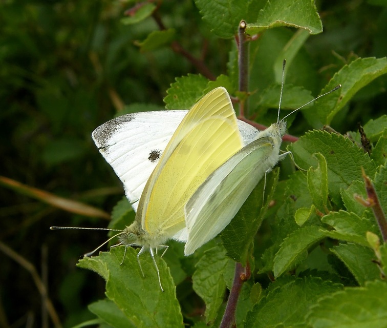 Pieris rapae - répalepke