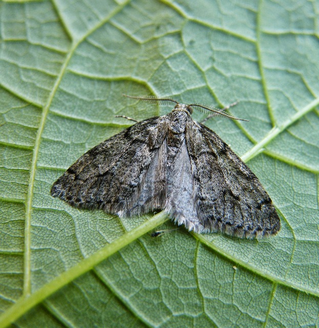 Tephronia sepiaria - zuzmóaraszoló