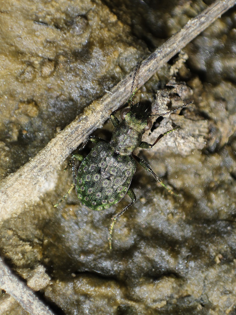 Elaphrus riparius - közönséges iszapfutó