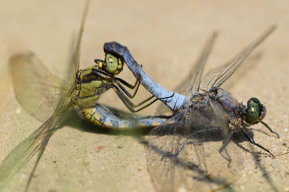 Orthetrum cancellatum - feketefarkú pásztorszitakötő