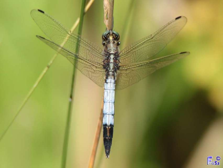 Orthetrum albistylum - fehérfarkú pásztorszitakötő