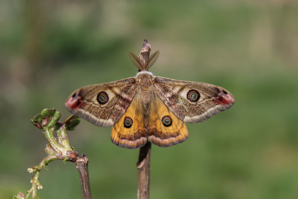 Saturnia pavoniella/pavonia