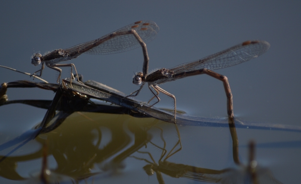 Sympecma fusca - téli rablószitakötő