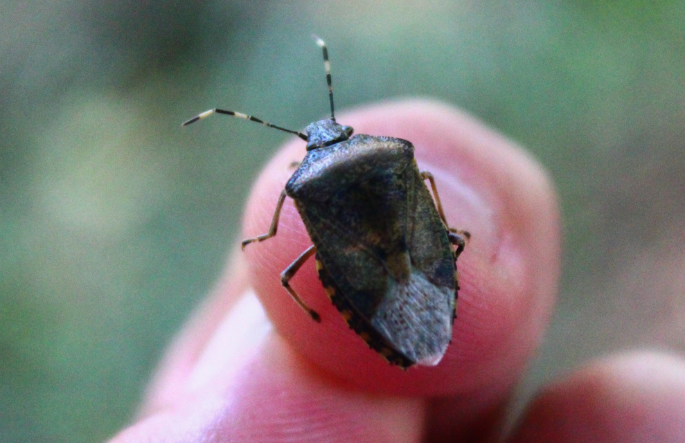 Rhaphigaster nebulosa - bencepoloska