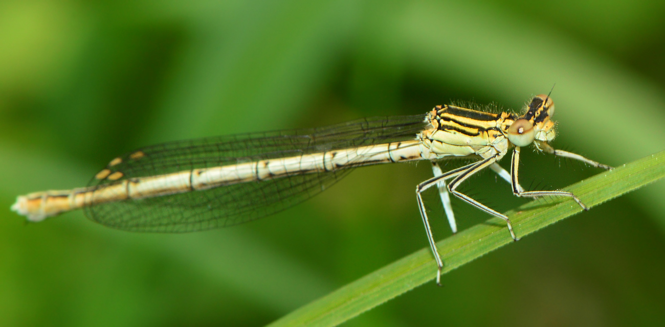Platycnemis pennipes - széleslábú szitakötő