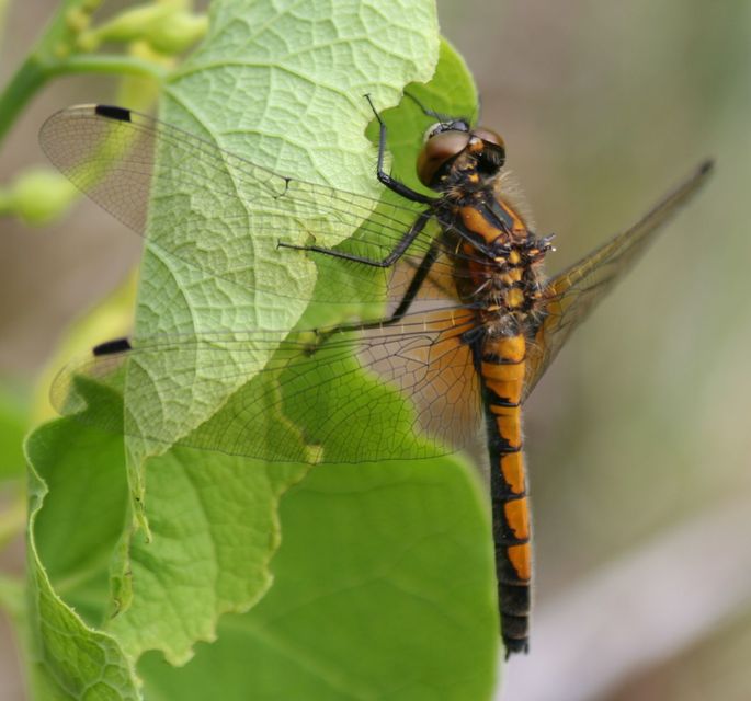 Leucorrhinia pectoralis - lápi álarcos-szitakötő