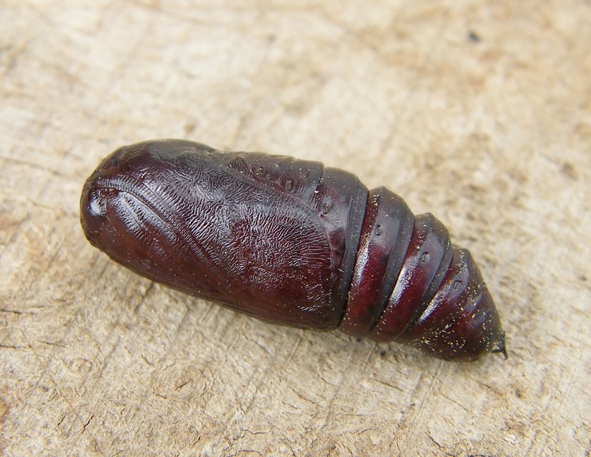 Trachea atriplicis - nyári zöldbagoly