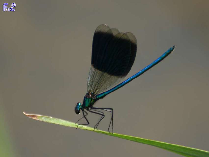 Calopteryx splendens - sávos szitakötő