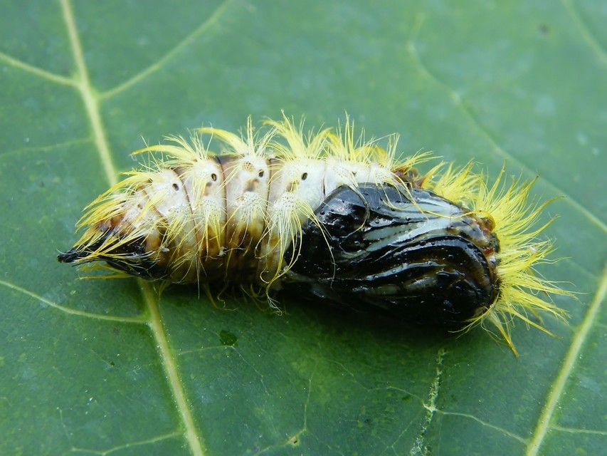 Leucoma salicis - fűzfaszövő