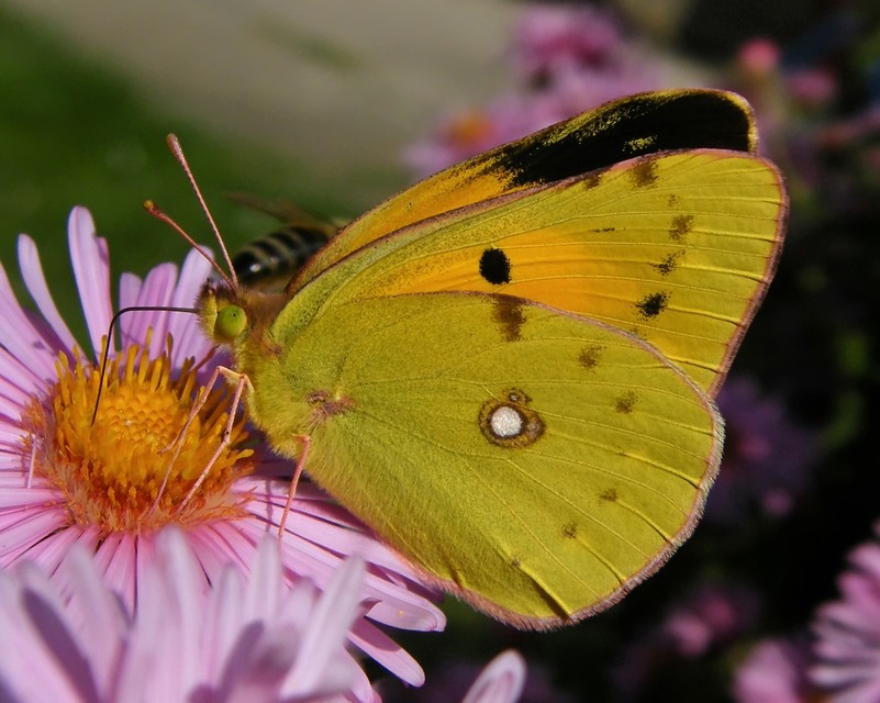 Colias croceus - sáfránylepke