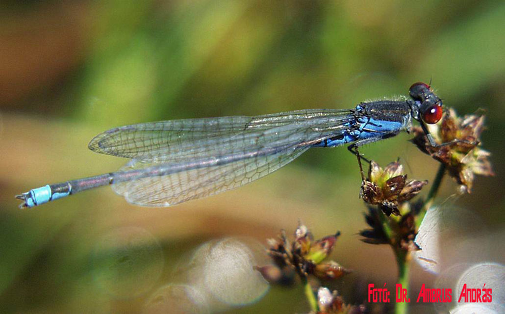 Erythromma viridulum - kis pirosszemű-légivadász