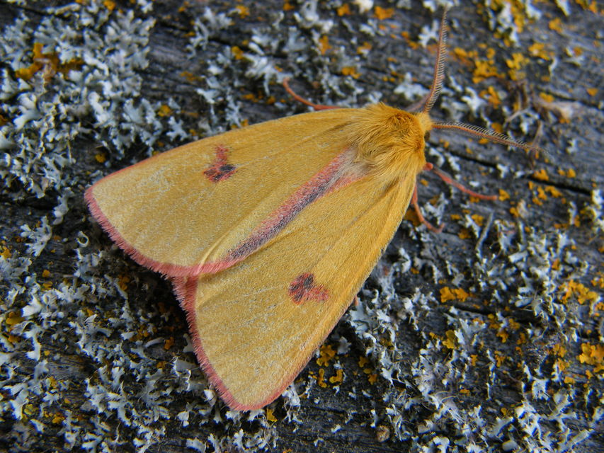 Diacrisia sannio - vörösszélű medvelepke