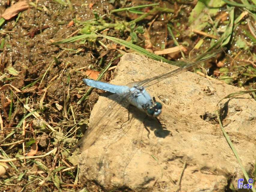 Orthetrum brunneum - pataki pásztorszitakötő