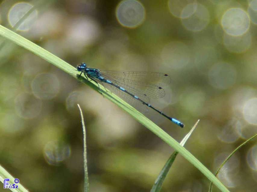 Coenagrion pulchellum - karcsú légivadász