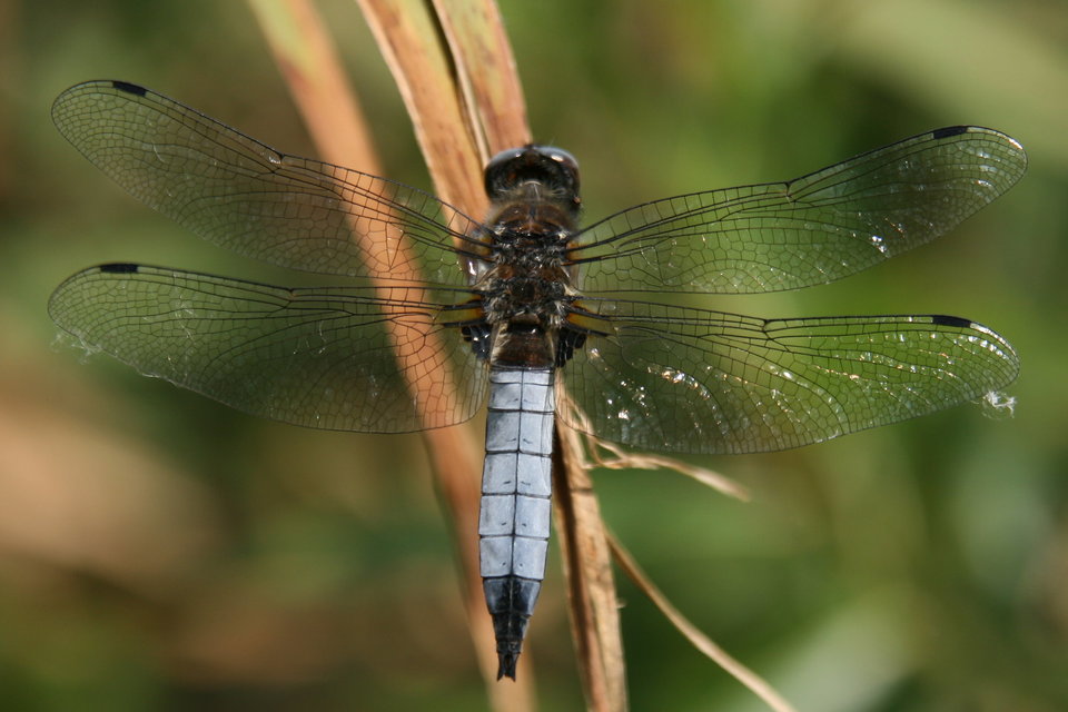Libellula fulva - kisfoltos laposacsa