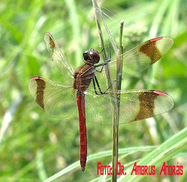 Sympetrum pedemontanum - szalagos katona-szitakötő