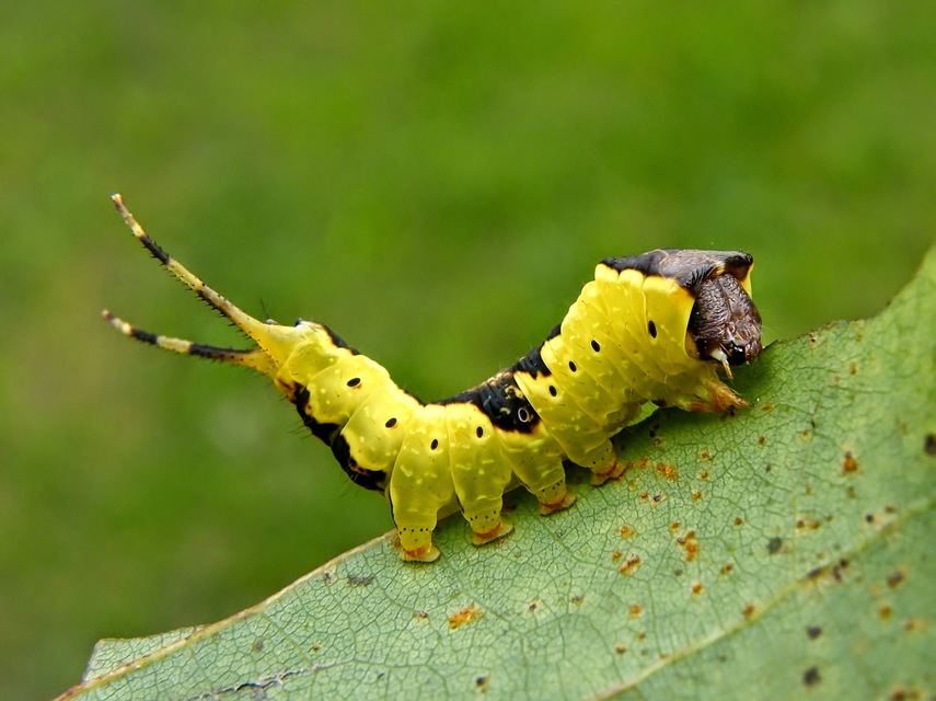 Furcula bifida - kis púposszövő