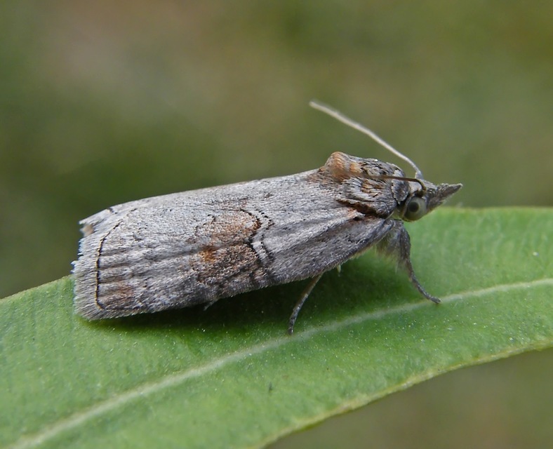 Nycteola asiatica - nyárfa-trapézbagoly