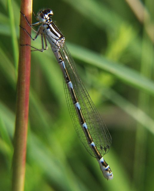 Coenagrion ornatum - díszes légivadász
