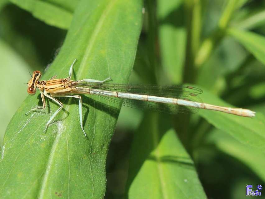 Platycnemis pennipes - széleslábú szitakötő