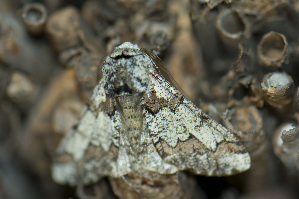 Biston strataria - barnapettyes araszoló