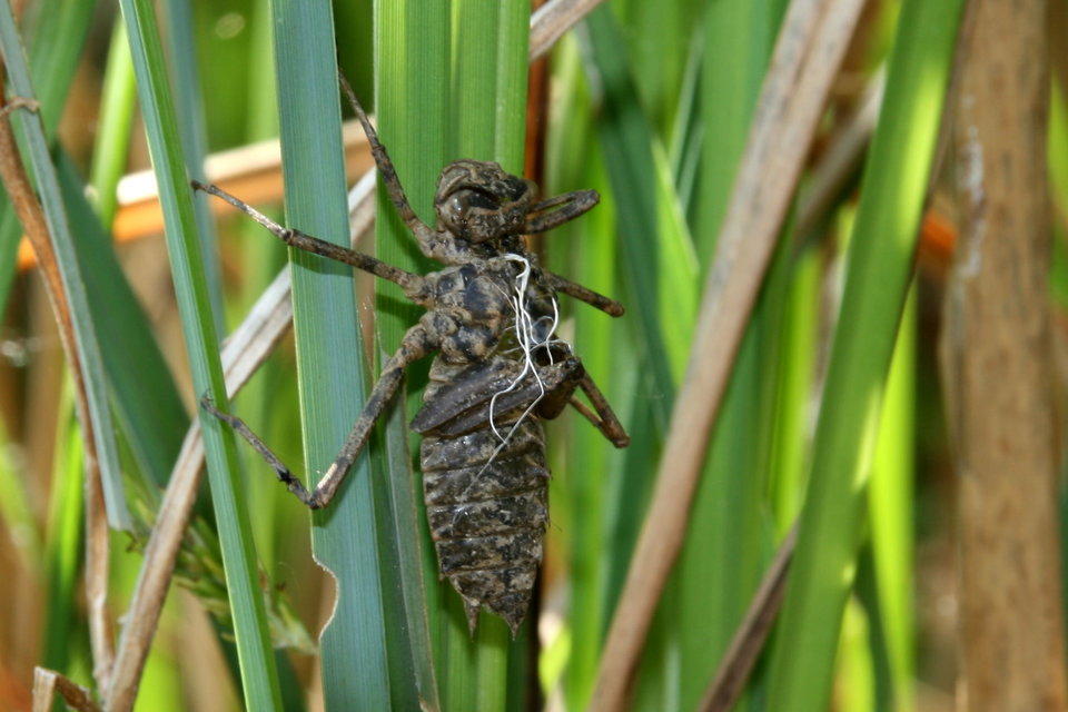 Epitheca bimaculata - kétfoltos sárkányszitakötő